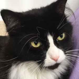 Meet your Posher, Brigette